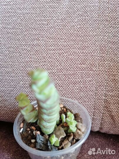 Крассула Марниериана