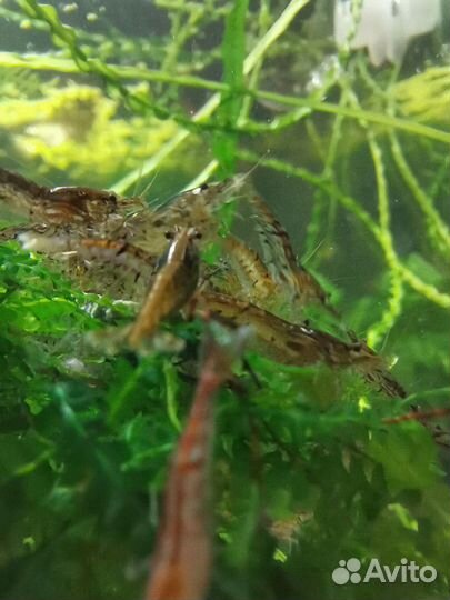 Креветки Neocaridina Heteropoda