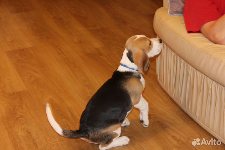 Щенок бигль