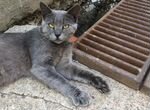 Шикарный серый кот даром