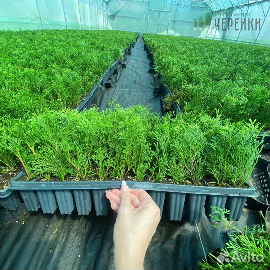 Саженцы туи