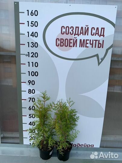 Туя брабант даника