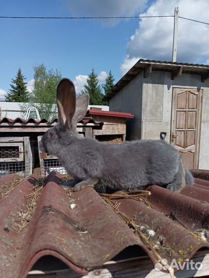 Кролик Ризен