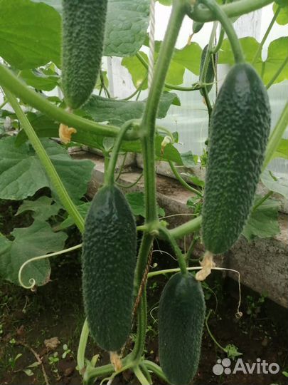 Огурчики домашние