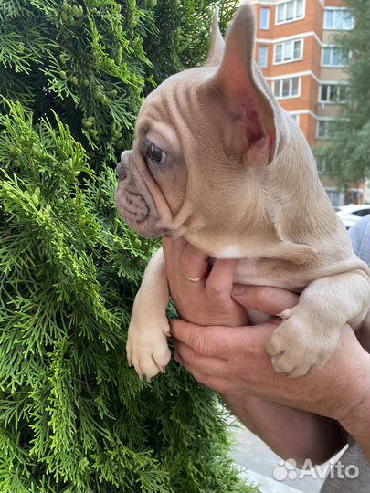 Французский бульдог щенок мальчик 3 месяца