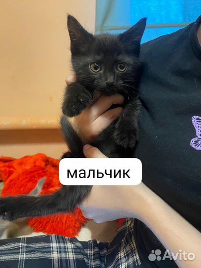 Отдам в добрые руки