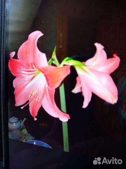 Гиппиаструм (амариллис)