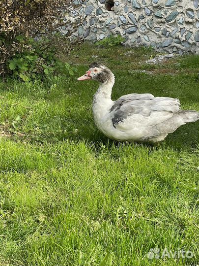 Селезни и уточки индоуток