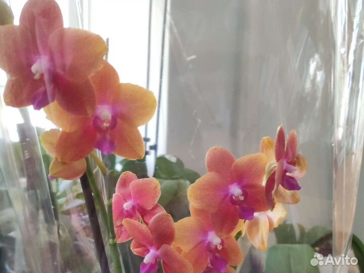 Орхидея фаленопсис детка