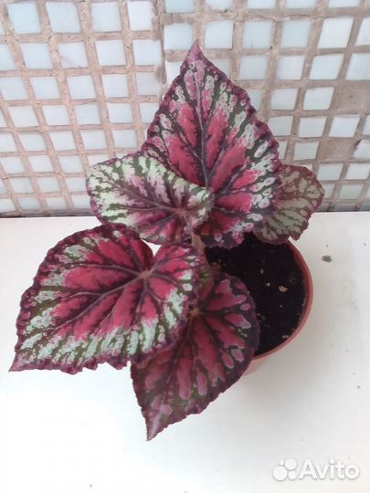 Бегонии королевская Merry Christmas и Бауэра