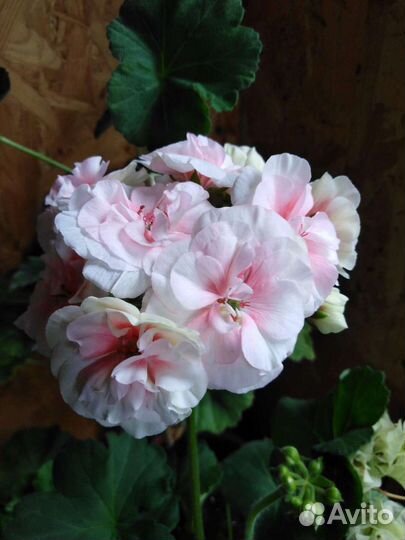 Пеларгония