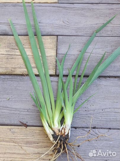 Ирис карликовый