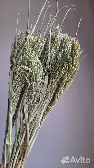 Просо сухоцвет