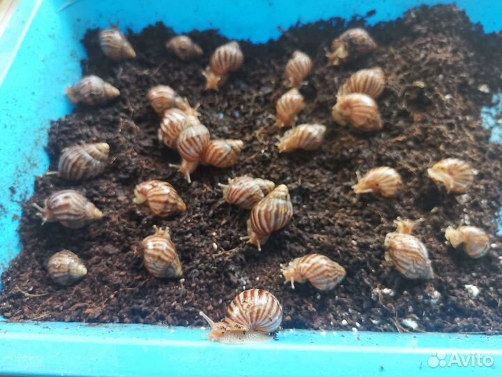 Улитки ахатины бесплатно