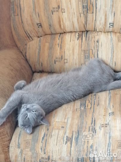 Кошка в добрые руки