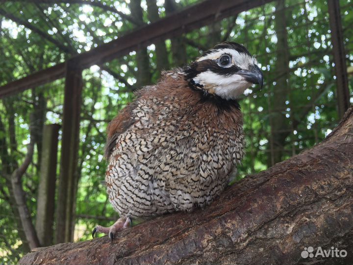 Перепёлка перепелята