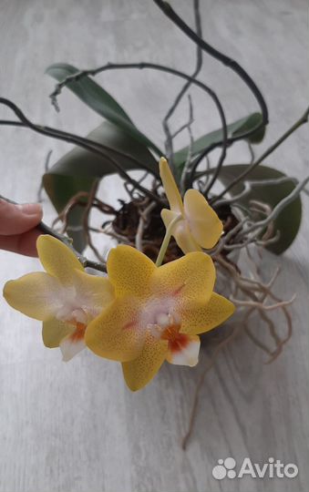 Орхидея