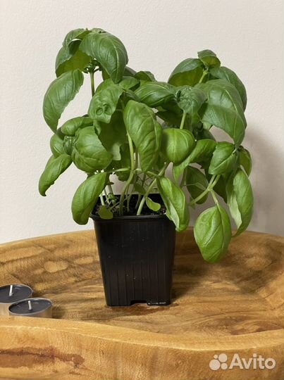 Базилик в горшке (горшочке)