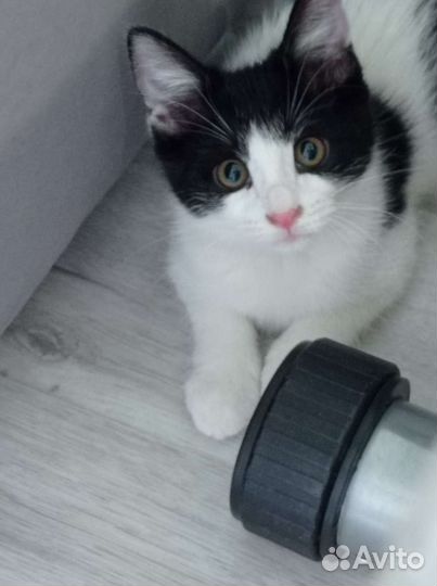 Ищем дом ласковой девчуле