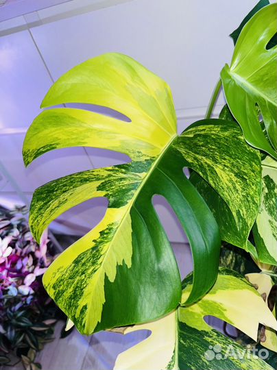 Монстера Еллоу Сплэш/Monstera Aurea/Yellow Splash
