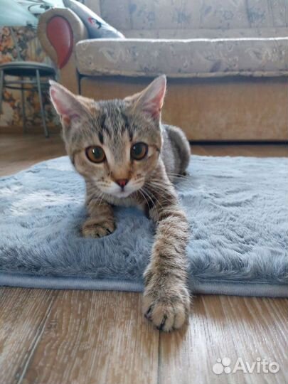 Кошка в добрые руки