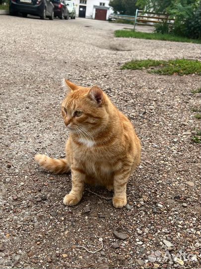 Котик ищет дом