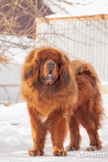 Продам шерсть Тибетского Мастифа