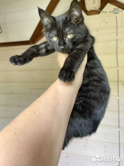 Котята в дар. Окрас черный дым