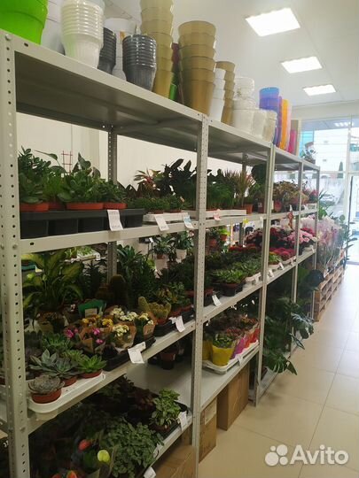 Цветы комнатные огромный выбор