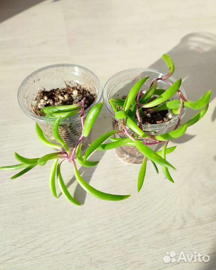 Суккуленты