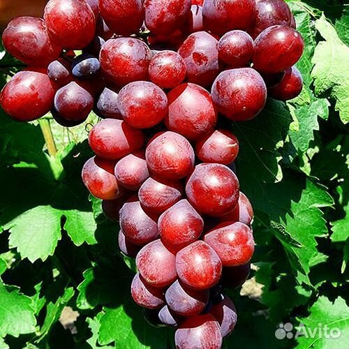 Саженцы Винограда Памяти учителя