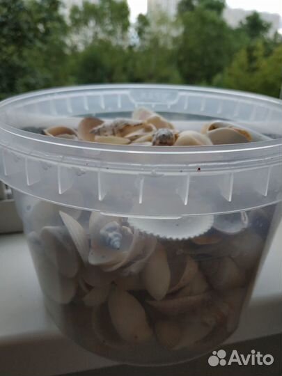 Грунт для аквариума фракция 6-8 натур., ракушки