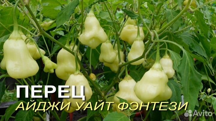 Перец острый