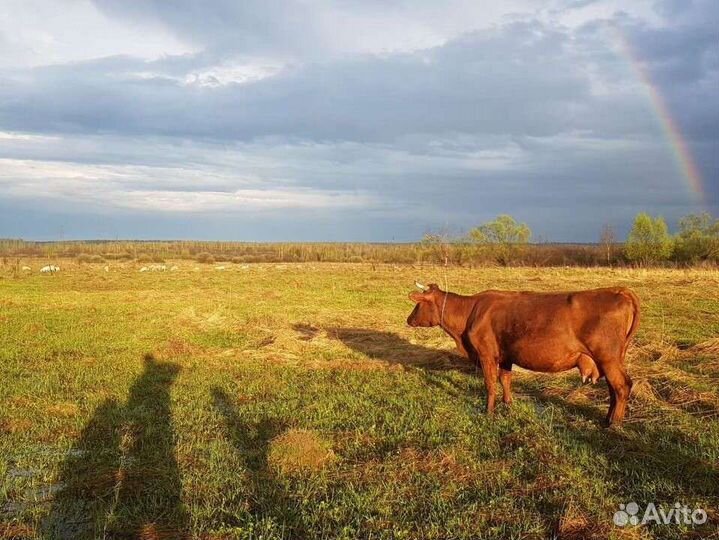 Фермерская молочная продукция/сыр
