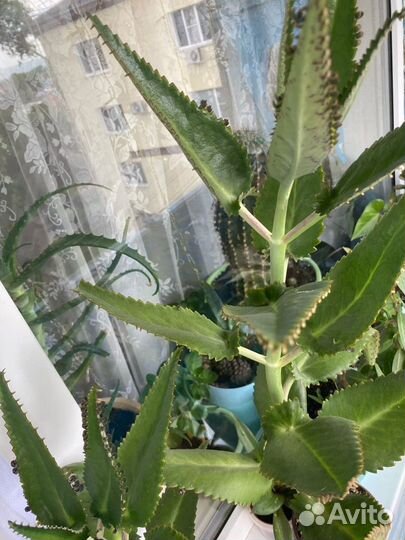 Каланхоэ лечебное