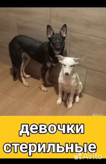 Щенки собачки