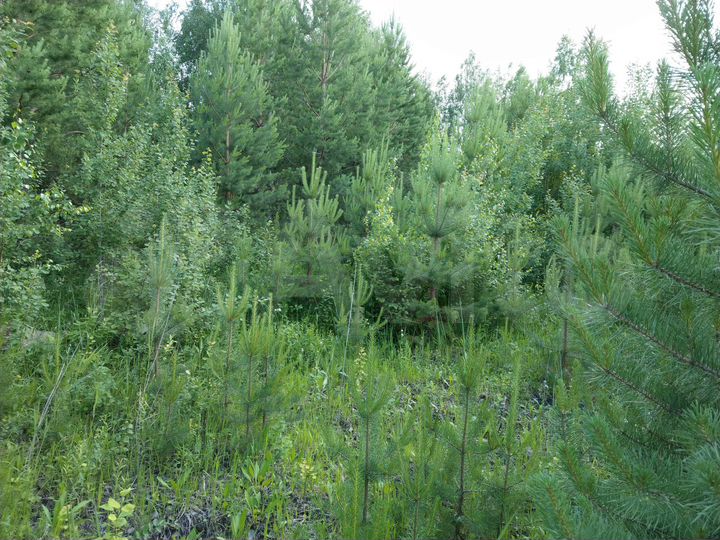 Участок 12,9 сот. (ИЖС)