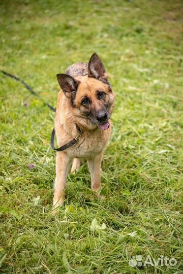 Немецкая овчарка в добрые руки