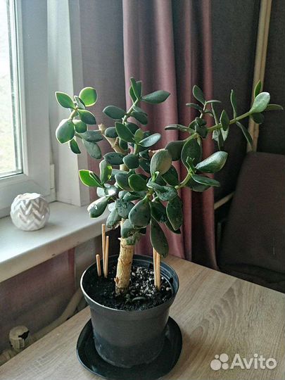 Толстянка (денежное дерево, долларовое дерево)