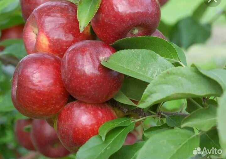 Саженцы яблони окс и зкс