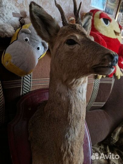 Чучело головы косули