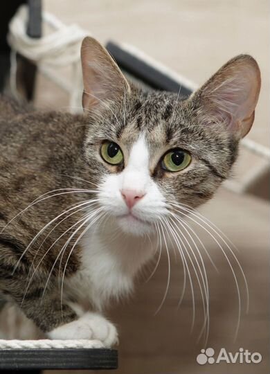 Кошки бесплатно