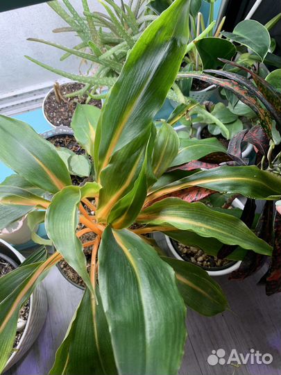 Рассажу под заказ радермахеру, платицериум и др