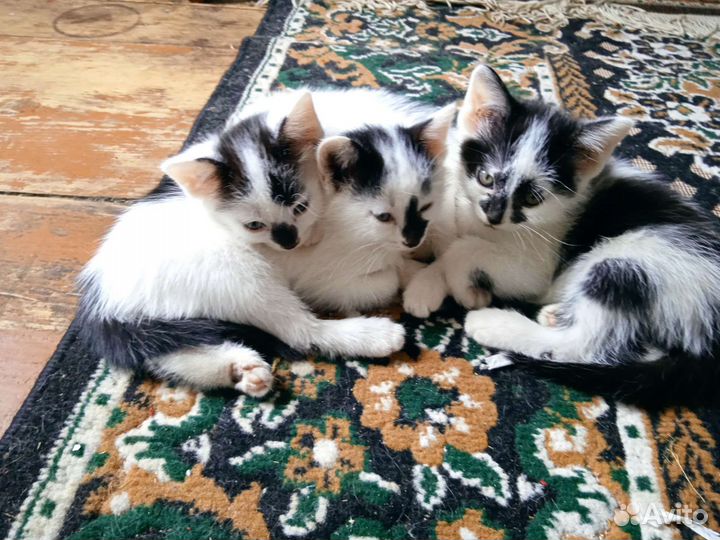 Котята в добрые руки бесплатно