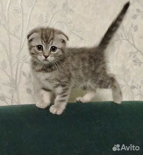 Шотландская