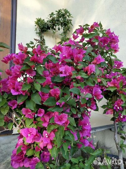 Саженцы декоративных, пряных, цветущих