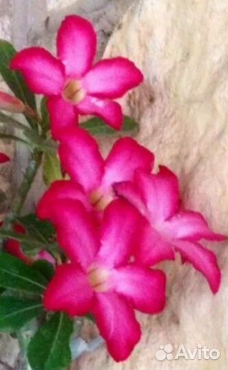 Адениум взрослый