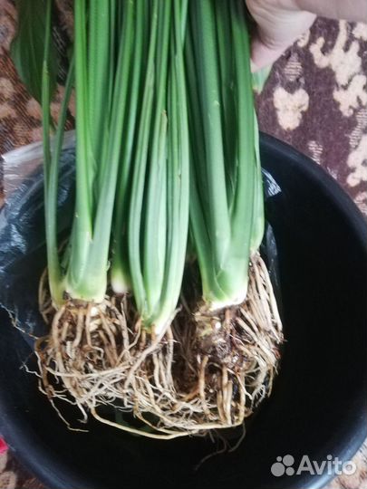 Спатифиллум(Женское счастье)