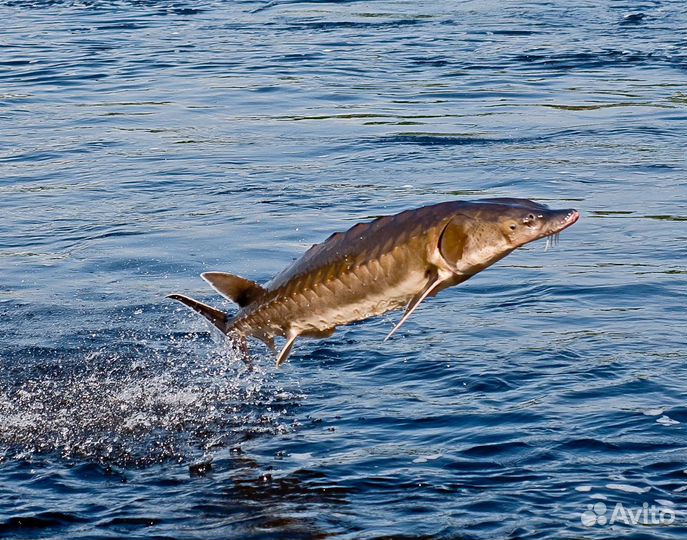Царская живая рыба оптом