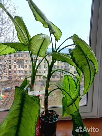 Растение диффенбахия